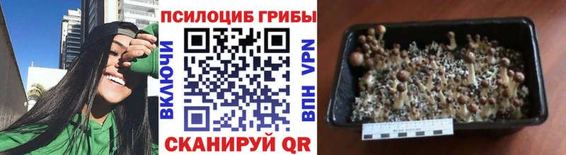 Псилоцибиновые грибы мицелий дарнет шоп Родники